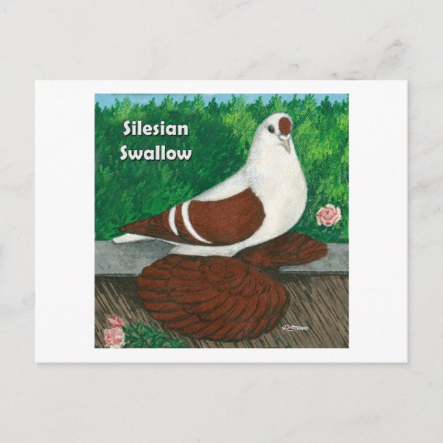 Swallow Pigeon:  Silesian Postcard (Front)