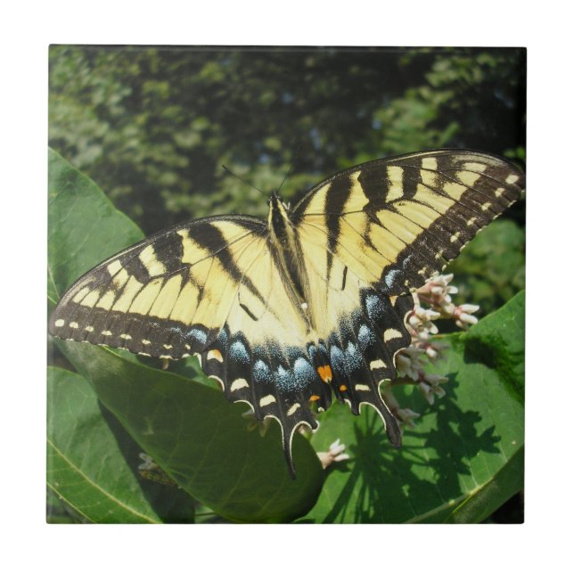 "Swallow Tail Butterfly" Tile (Front)