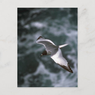 Swallow-Tailed Gull In Flight Postcard