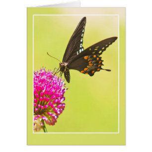 Swallowtail Butterfly