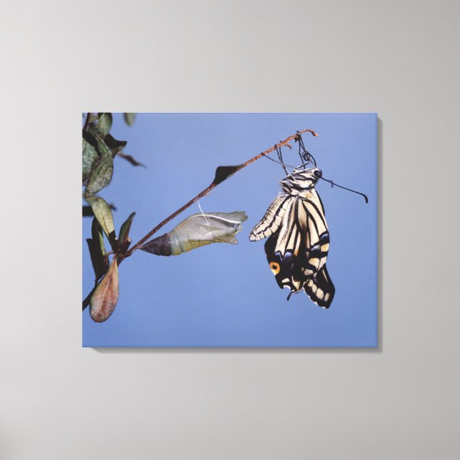 Swallowtail butterfly after metamorphosis canvas print (Front)
