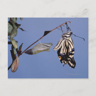 Swallowtail butterfly after metamorphosis postcard