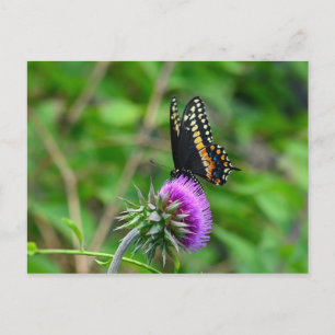 Swallowtail Butterfly and Thistle Postcard