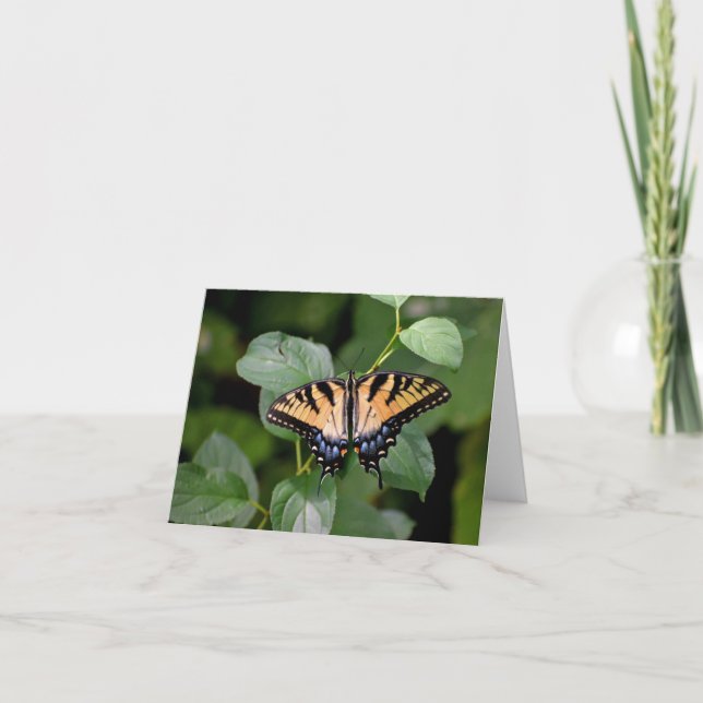 Swallowtail butterfly blank notecard.  thank you card (Front)