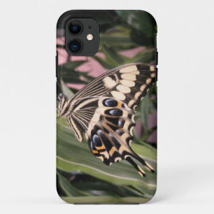 Swallowtail Butterfly iPhone 11 Case