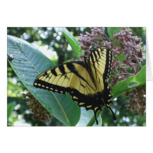Swallowtail Butterfly I on Milkweed at Shenandoah