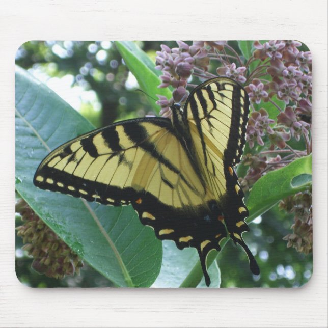 Swallowtail Butterfly I on Milkweed at Shenandoah Mouse Pad (Front)