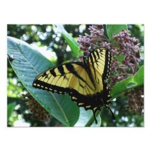 Swallowtail Butterfly I on Milkweed at Shenandoah Photo Print