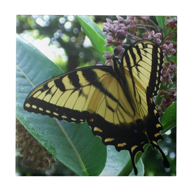 Swallowtail Butterfly I on Milkweed at Shenandoah Tile (Front)