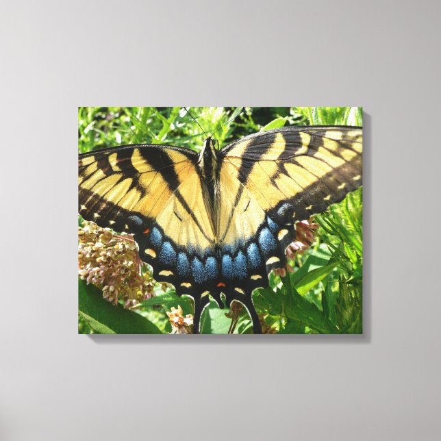 Swallowtail Butterfly II at Shenandoah Canvas Print (Front)