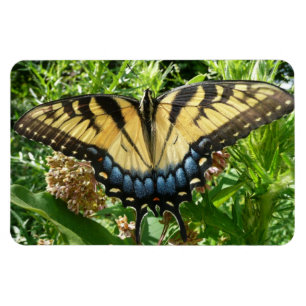 Swallowtail Butterfly II at Shenandoah Magnet