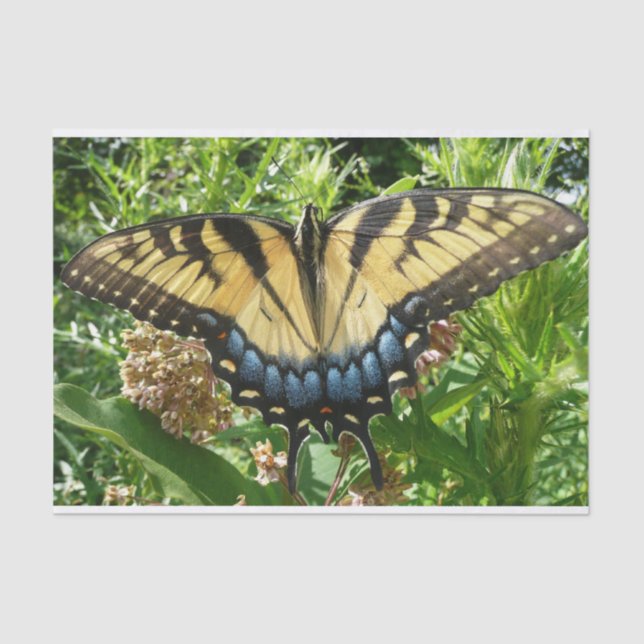 Swallowtail Butterfly II at Shenandoah Tissue Paper (Front)