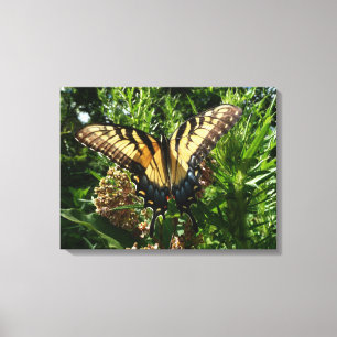 Swallowtail Butterfly III Beautiful Colourful Phot Canvas Print