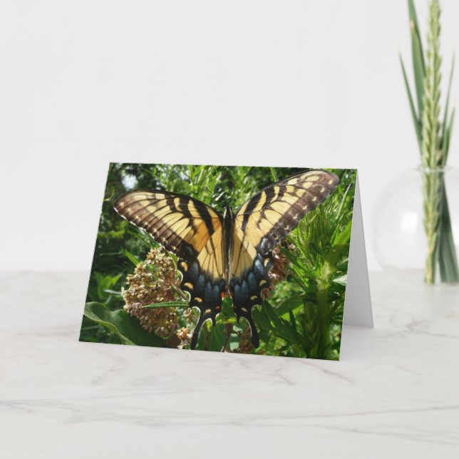 Swallowtail Butterfly III Beautiful Colourful Phot Card (Front)