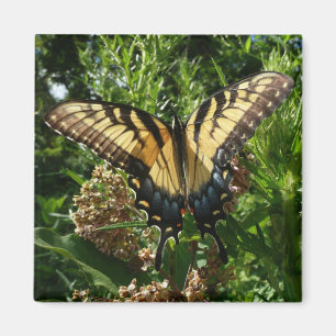 Swallowtail Butterfly III Beautiful Colourful Phot Magnet