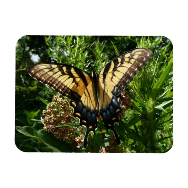 Swallowtail Butterfly III Beautiful Colourful Phot Magnet (Horizontal)