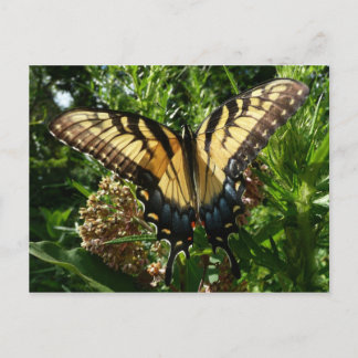 Swallowtail Butterfly III Beautiful Colourful Phot Postcard
