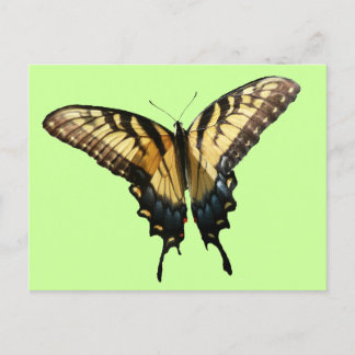 Swallowtail Butterfly III Beautiful Colourful Phot Postcard