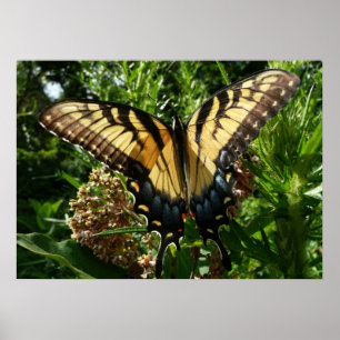 Swallowtail Butterfly III Beautiful Colourful Phot Poster