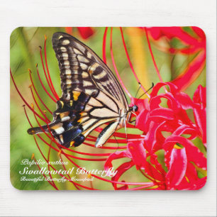 Swallowtail Butterfly Mouse Pad