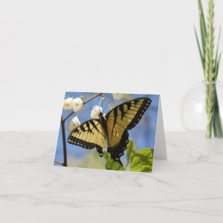 Swallowtail Butterfly Note Cards