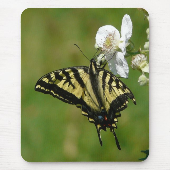 SwallowTail Butterfly on a Blackberry Blossom Mouse Pad (Front)