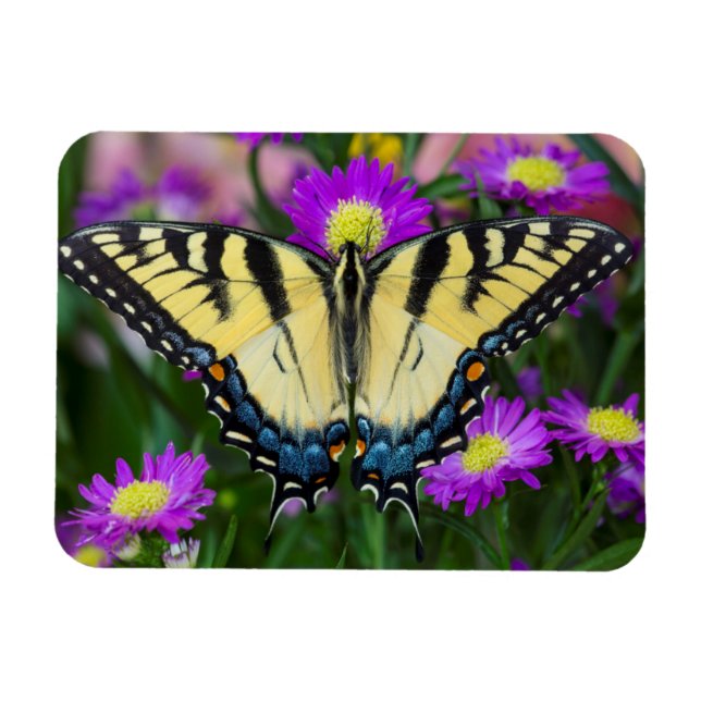 Swallowtail Butterfly on daisy Magnet (Horizontal)