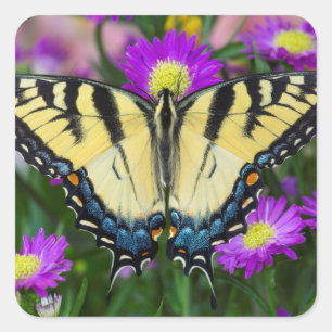 Swallowtail Butterfly on daisy Square Sticker