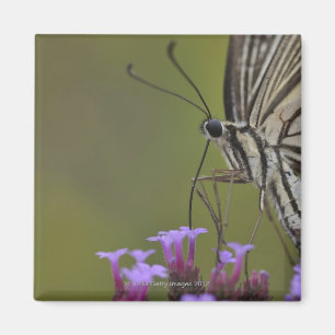 Swallowtail Butterfly on flower, Chiba Magnet