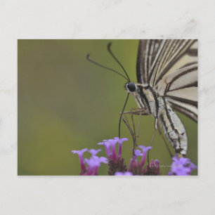 Swallowtail Butterfly on flower, Chiba Postcard