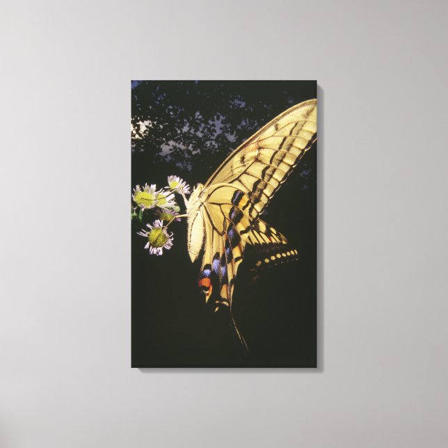 Swallowtail Butterfly on flower, close up Canvas Print (Front)