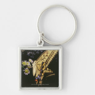 Swallowtail Butterfly on flower, close up Key Ring