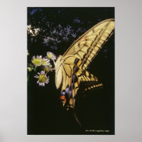 Swallowtail Butterfly on flower, close up