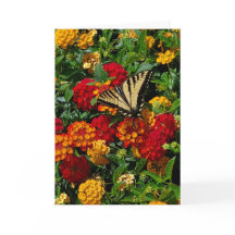 swallowtail butterfly on lantana greeting