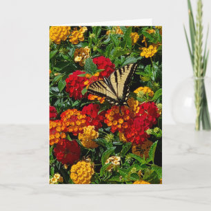 swallowtail butterfly on lantana greeting card