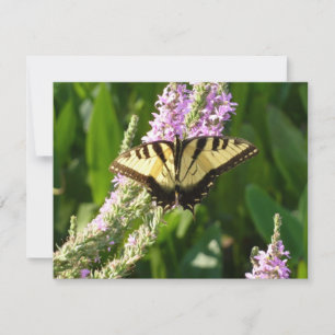 Swallowtail Butterfly on Purple Wildflowers