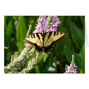 Swallowtail Butterfly on Purple Wildflowers