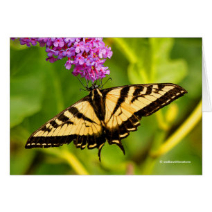 Swallowtail Butterfly on the Butterfly Bush