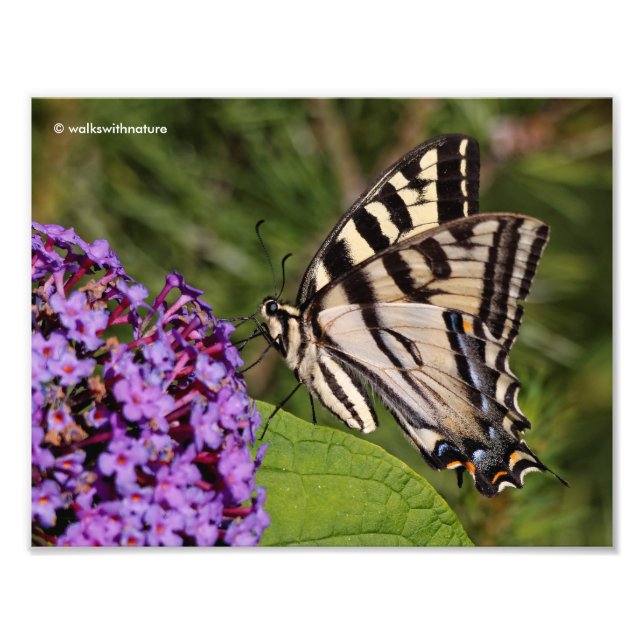 Swallowtail Butterfly on the Butterfly Bush Photo Print (Front)