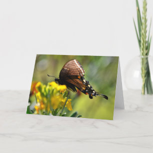 Swallowtail Butterfly on Wildflower Note Card