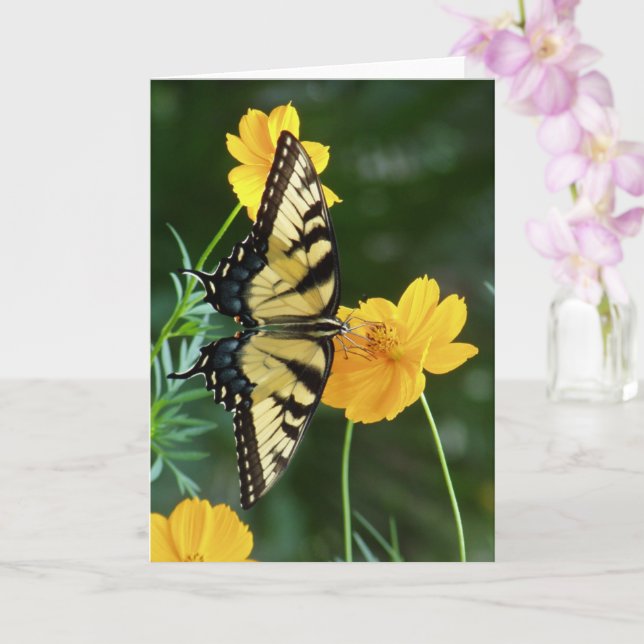 Swallowtail Butterfly on Yellow Cosmos Flower Card (Orchid)