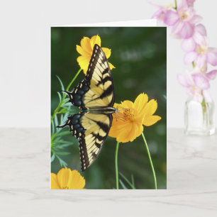Swallowtail Butterfly on Yellow Cosmos Flower Card