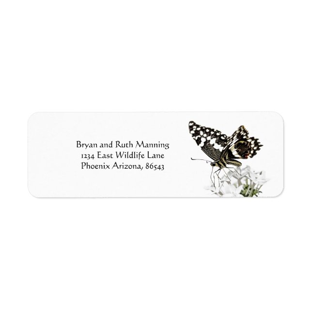 Swallowtail Butterfly Perched in white (Front)