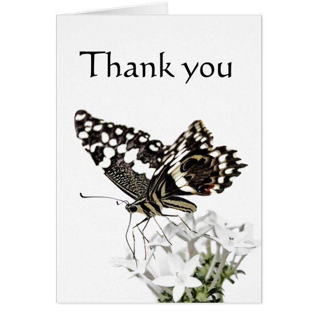 Swallowtail  Butterfly Perched in white (Front)