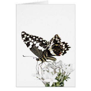 Swallowtail Butterfly Perched in white