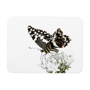Swallowtail Butterfly Perched in white Magnet