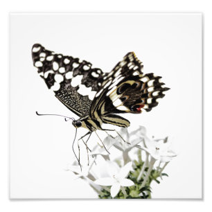 Swallowtail Butterfly Perched in white Photo Print