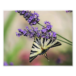 Swallowtail Butterfly Photo Print