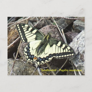 Swallowtail Butterfly Postcard