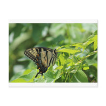 Swallowtail Butterfly